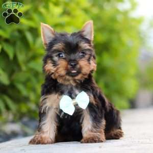 Mitchell, Yorkie Puppy
